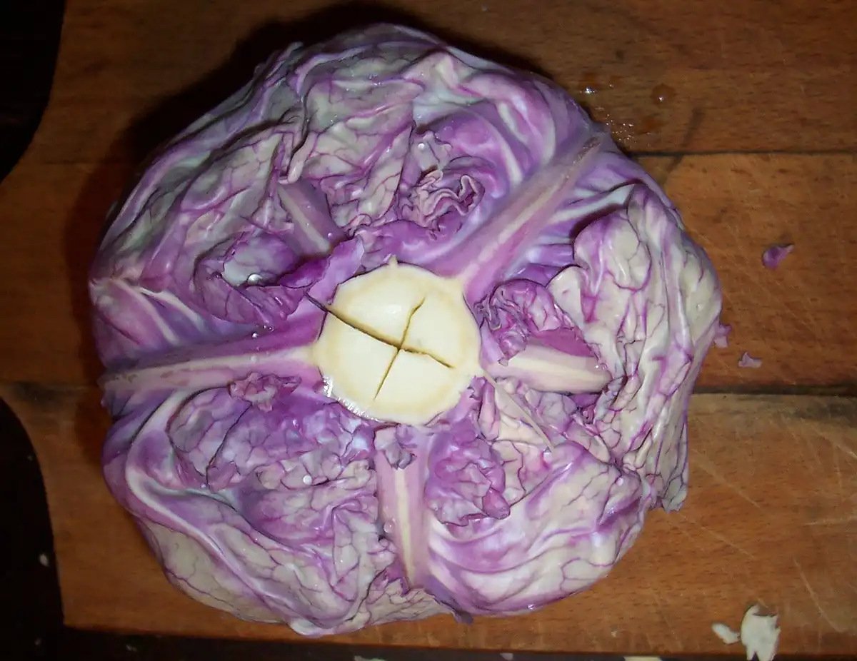 omemade Sauerkraut